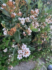 Rhaphiolepis umbellata