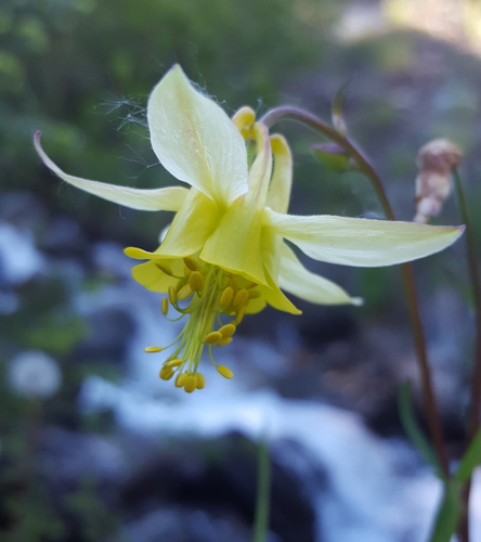 yellow columbine