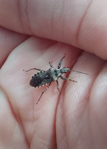 Coranus griseus