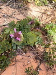Lamium purpureum