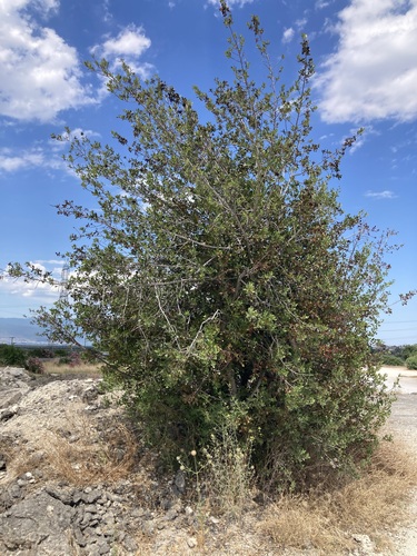 Mediterranean buckthorn