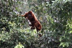 Alouatta sara