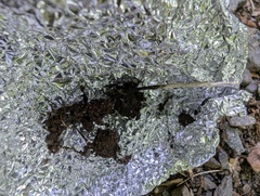 Xylaria oxyacanthae