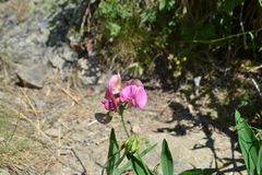 Lathyrus heterophyllus