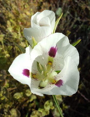 Calochortus eurycarpus
