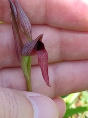 Serapias strictiflora