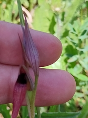 Serapias strictiflora