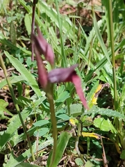 Serapias strictiflora