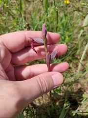Serapias strictiflora