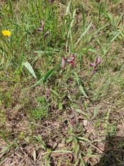 Serapias strictiflora