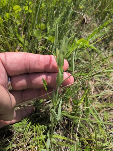meadow pea