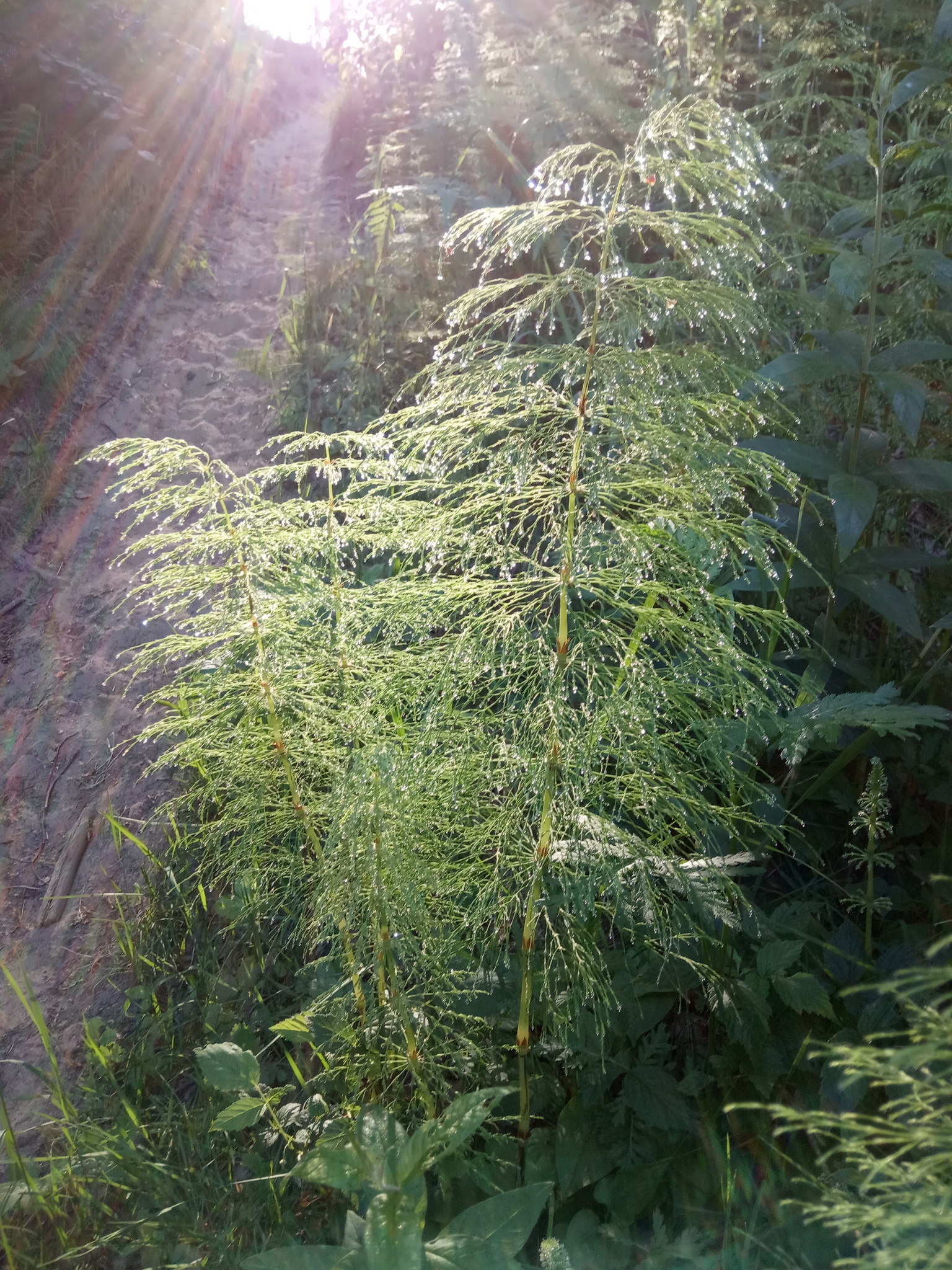 Equisetum