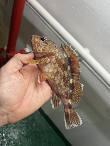 False Kelpfish