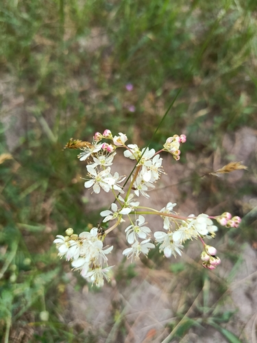 Dropwort