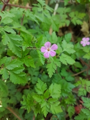 Geranium robertianum