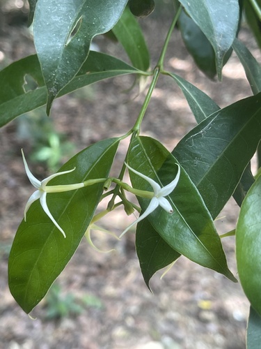 Faramea occidentalis