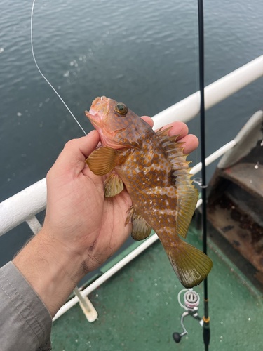 Hong Kong Grouper