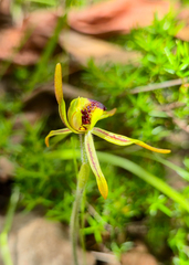 Caladenia gladiolata, photograph Eamonn Culhane, CC BY, iNaturalist via GBIF