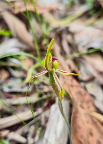 Caladenia gladiolata, photograph 3