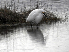 Egretta thula image