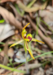 Caladenia gladiolata