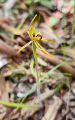 Caladenia gladiolata, photograph Eamonn Culhane, CC BY, iNaturalist via GBIF