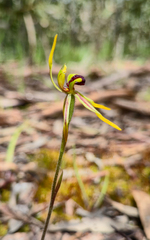 Caladenia gladiolata, photograph Eamonn Culhane, CC BY, iNaturalist via GBIF