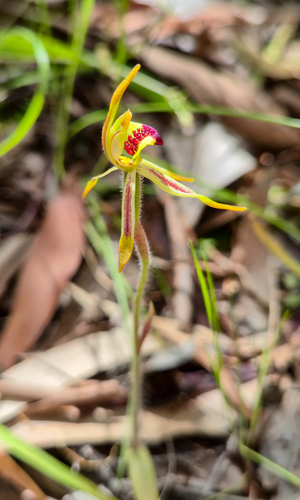 Caladenia gladiolata, photograph 2