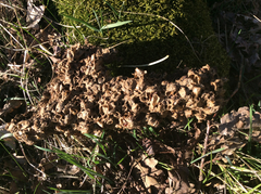 Thaumetopoea processionea