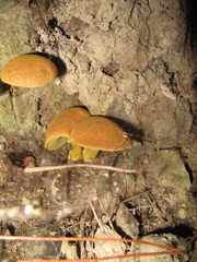 Boletus novae-zelandiae