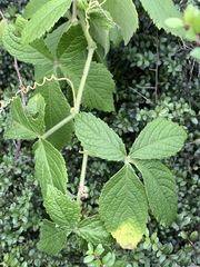 Cyphostemma lanigerum