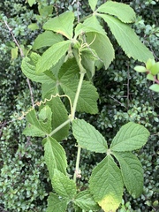 Cyphostemma lanigerum