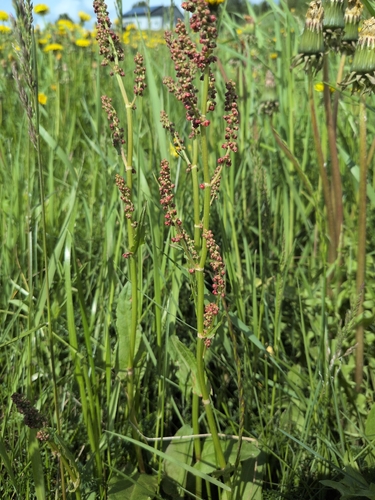Common Sorrel