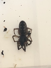 Segestria senoculata