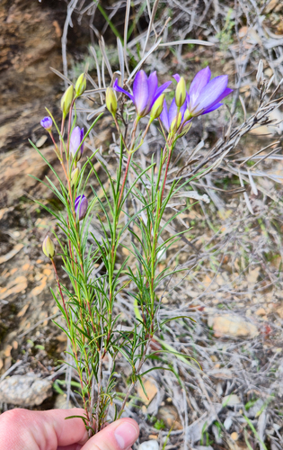 Cheiranthera alternifolia, photograph 2