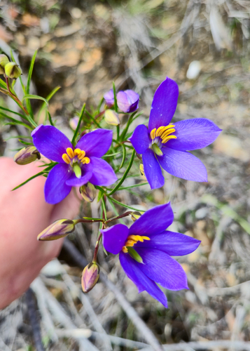 Cheiranthera alternifolia