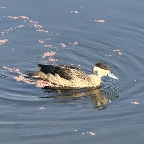 iNaturalist image