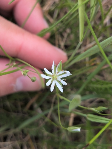 lesser stitchwort