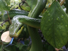 Gonyosoma oxycephalum