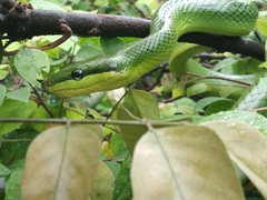 Gonyosoma oxycephalum