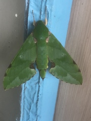 Euchloron megaera