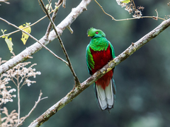 Crested Quetzal photo 5
