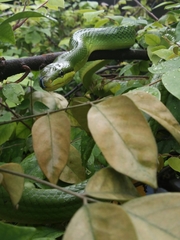 Gonyosoma oxycephalum