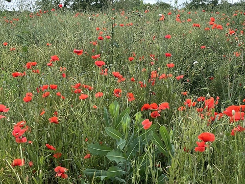 common poppy