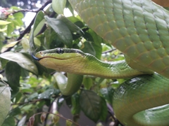 Gonyosoma oxycephalum