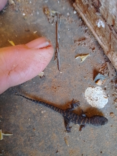 Common Prickly Gecko