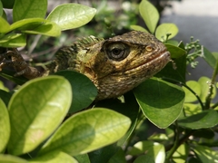 Calotes versicolor