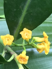 Melodinus australis