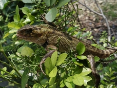Calotes versicolor
