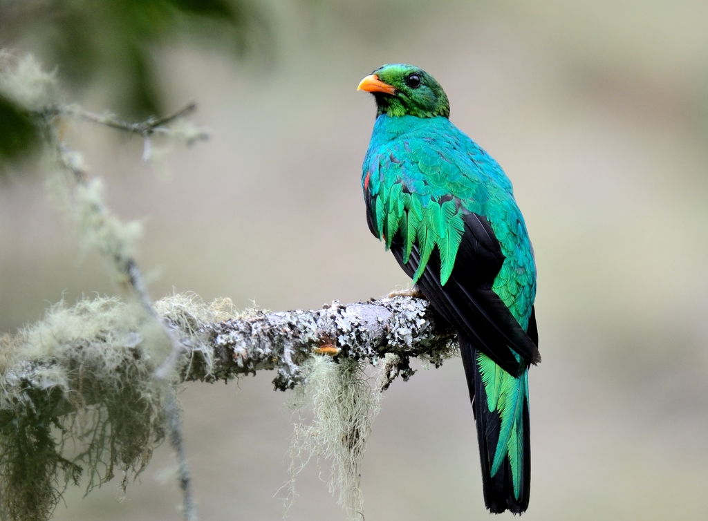Golden-headed Quetzal photo